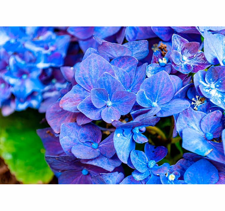 Fotomurale fiori fioriture di ortensie vivaci - TenStickers