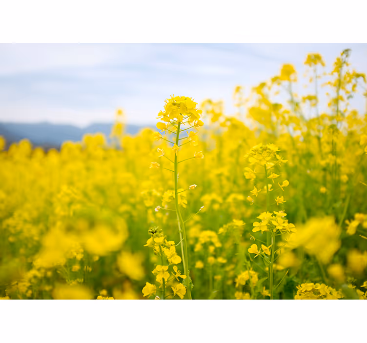 Fotomurale fiori campo di flore gialli - TenStickers