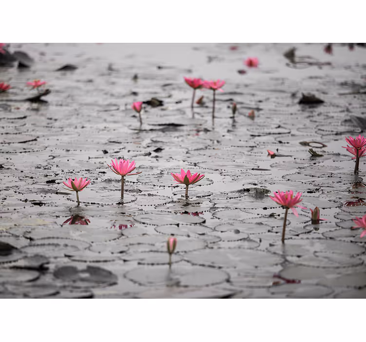 Fotomurale fiori fior di loto rosa - TenStickers