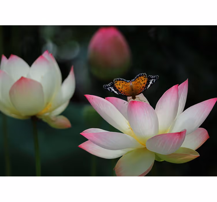 Fotomurale fiori elegante fiore di loto - TenStickers