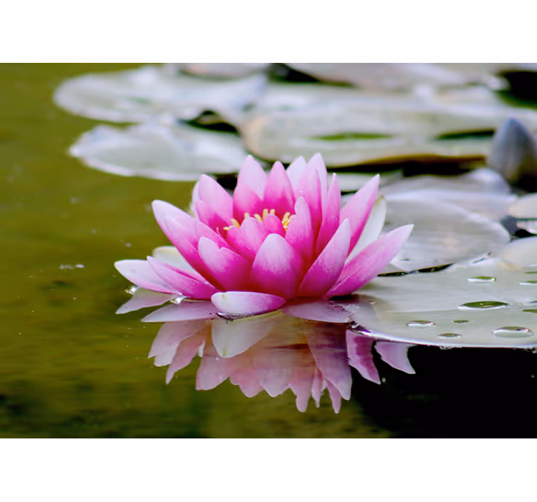 Fotomurale fiori grazioso loto rosa - TenStickers