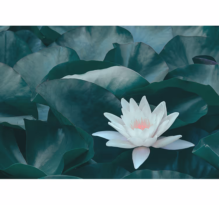 Fotomurale fiori primo piano del fiore di loto - TenStickers