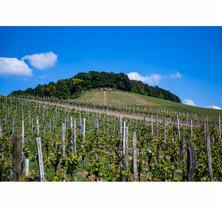 Fotomurale paesaggi lussureggianti colline di vigneti - TenStickers