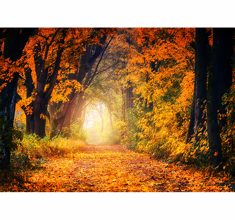 Fotomurale foresta scena sentiero autunnale - TenStickers