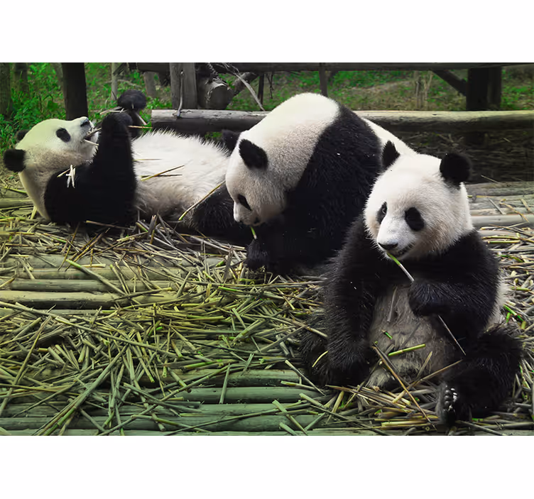 Fotomurale animali famiglia di panda giocosi - TenStickers