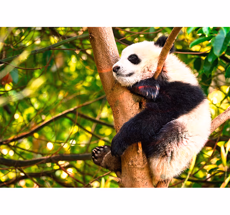 Fotomurale animali cucciolo di panda che si rilassa - TenStickers