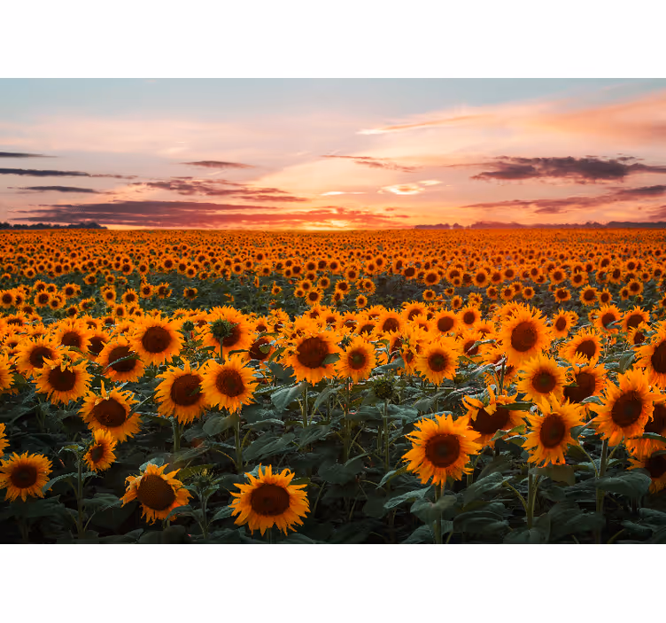 Fotomurale fiori tramonto sul prato di girasoli - TenStickers