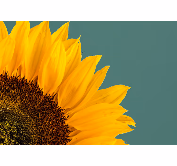 Fotomurale fiori girasole in primo piano - TenStickers