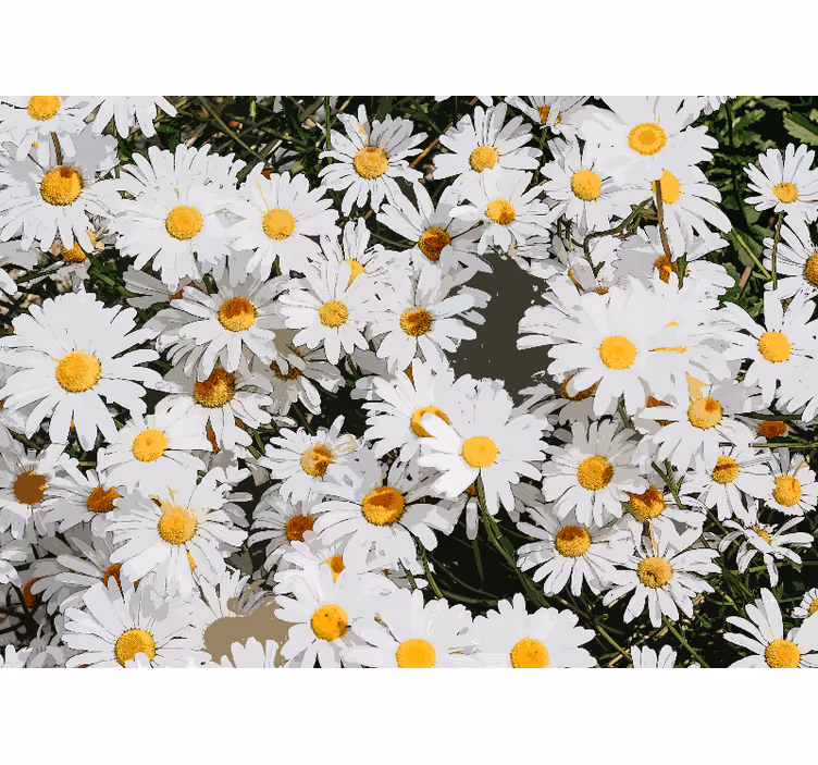 Fotomurale fiori campo di margherite - TenStickers