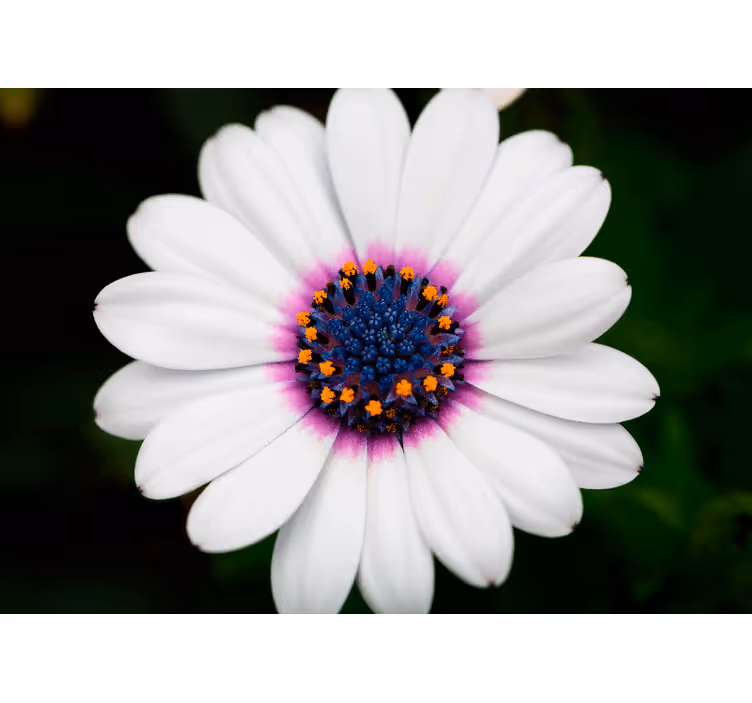 Fotomurale fiori fioritura bianca - TenStickers
