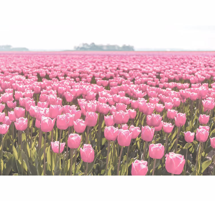 Fotomurale papaveri campi di tulipani rosa - TenStickers