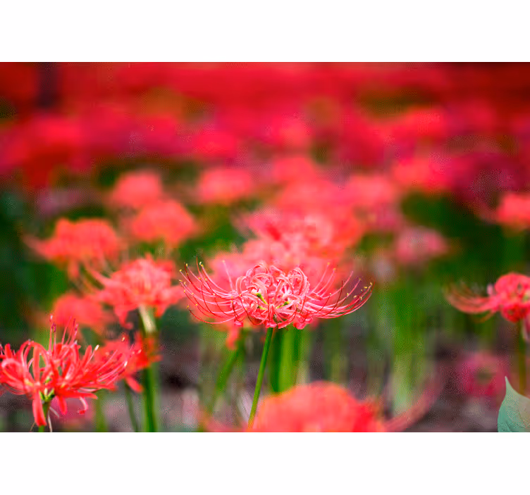 Fotomurale papaveri fiori cremisi vivaci - TenStickers