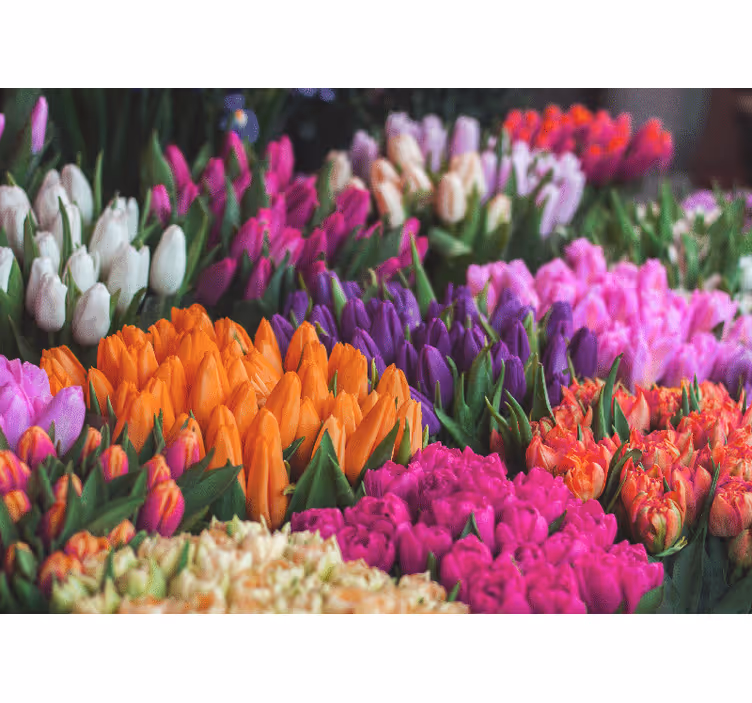Fotomurale fiori giardino di tulipani - TenStickers