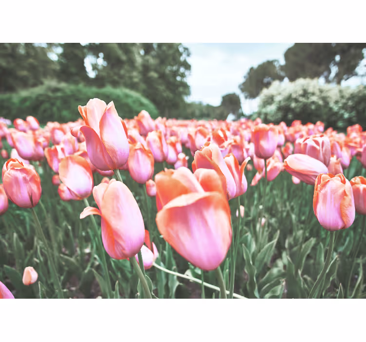 Fotomurale papaveri fioritura di tulipani - TenStickers
