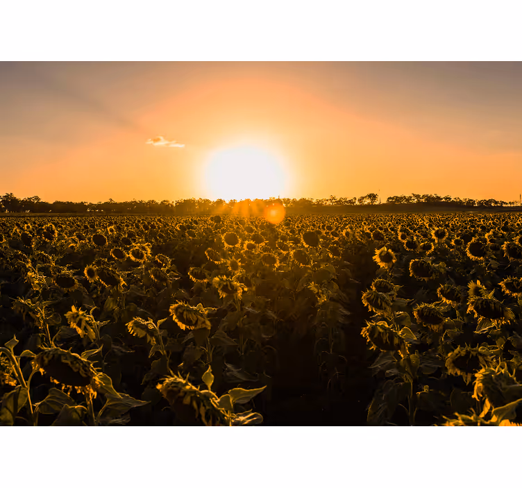 Fotomurale fiori prato di girasoli al crepuscolo - TenStickers