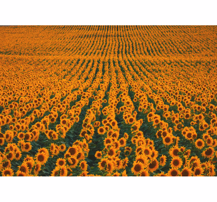 Fotomurale fiori prato di girasoli - TenStickers
