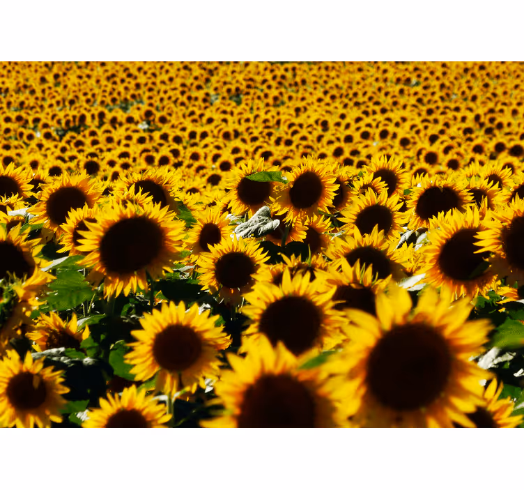 Fotomurale fiori fioritura di un prato di girasoli - TenStickers