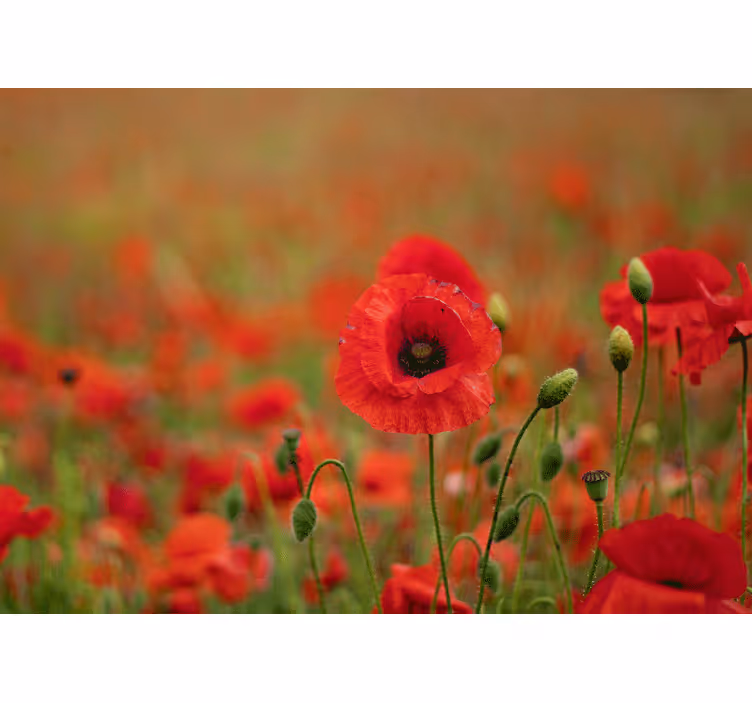 Fotomurale papaveri fioriture vivaci di papaveri - TenStickers