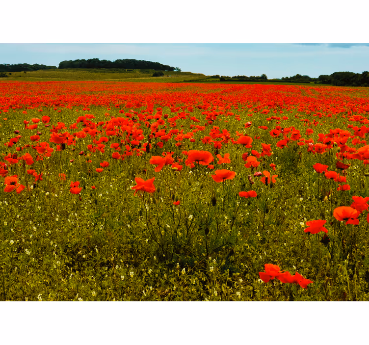 Fotomurale papaveri campo di papaveri vibranti - TenStickers