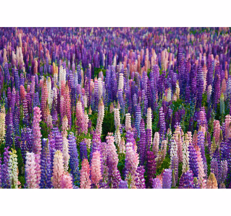 Fotomurale fiori fioriture viola lussureggianti - TenStickers