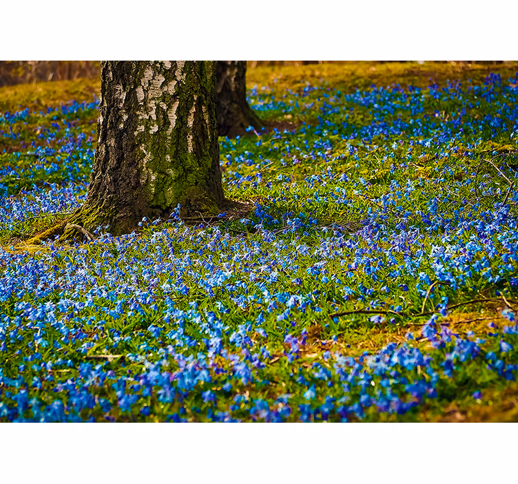 Fotomurale fiori scena di prato di campanule - TenStickers