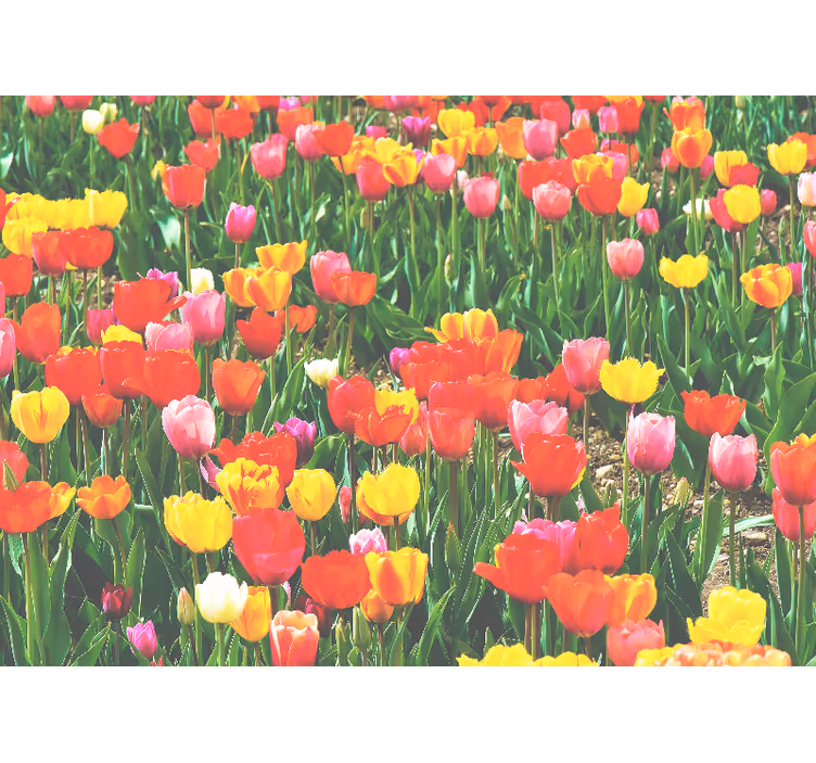 Fotomurale fiori fioritura di tulipani - TenStickers