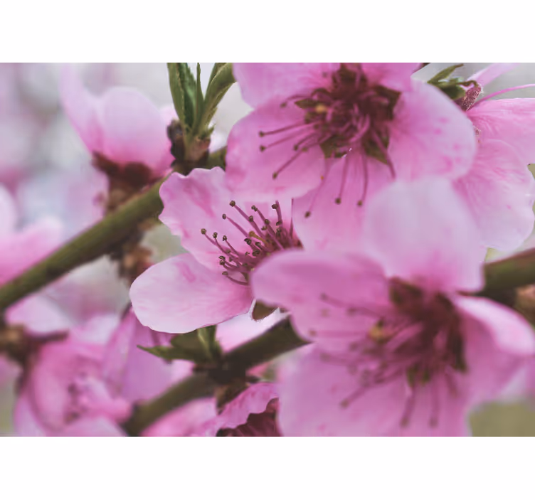 Fotomurale papaveri fiori rosa brillanti - TenStickers