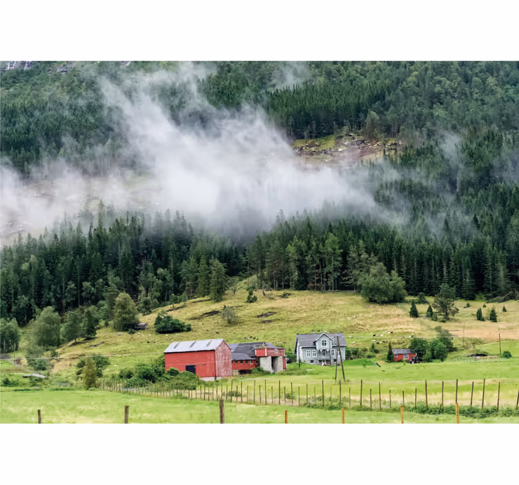 Fotomurali natura foresta norvegese - TenStickers