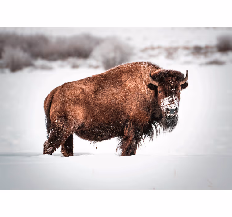 Fotomurale animali posizione del bisonte maestoso - TenStickers