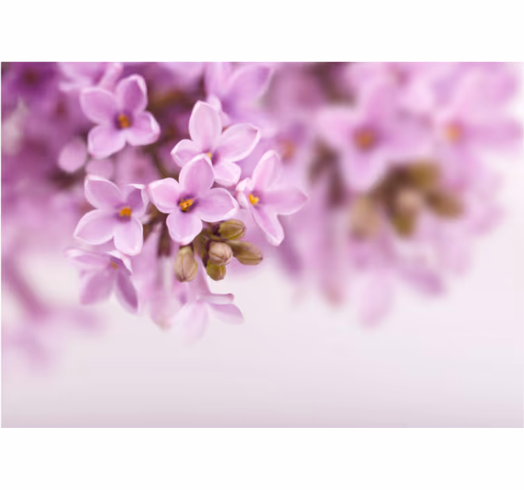 Fotomurale fiori fiori di lilla delicati - TenStickers