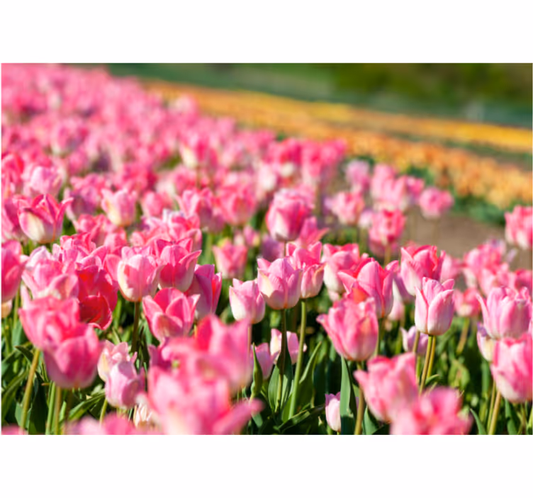 Fotomurale tulipani campo fiorito vibrante - TenStickers