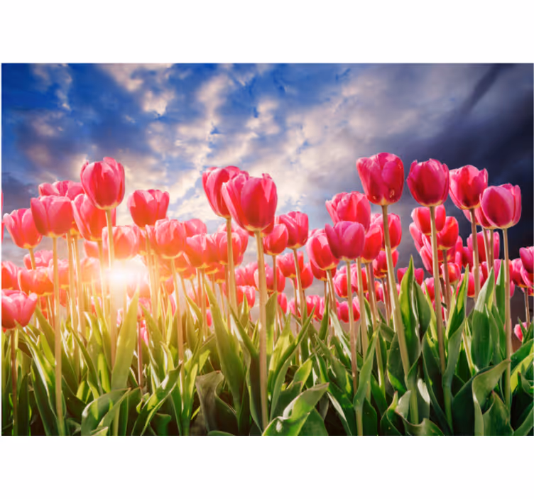 Fotomurale fiori campo di tulipani radianti - TenStickers