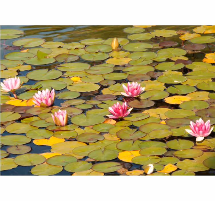 Fotomurale fiori fiori di ninfea - TenStickers