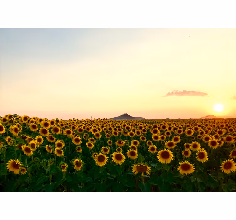 Fotomurale fiori campo di girasoli al crepuscolo - TenStickers