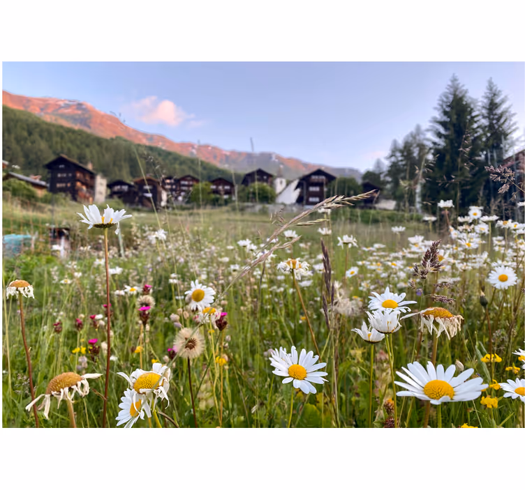 Fotomurale fiori vista di un prato fiorito - TenStickers