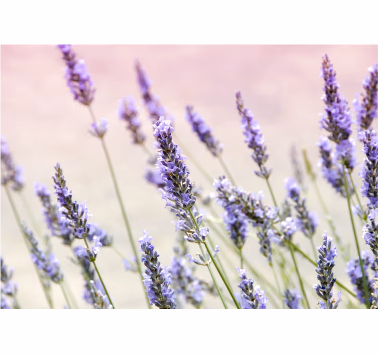 Fotomurale fiori eleganza floreale lavanda - TenStickers