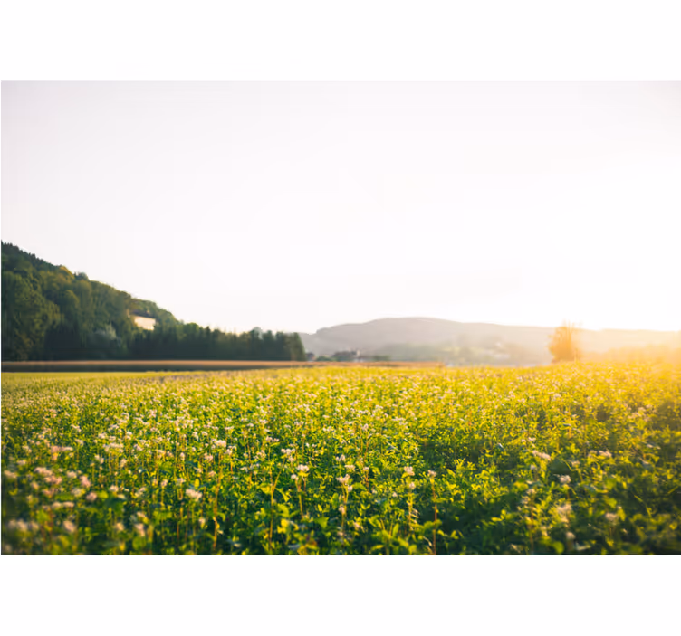 Fotomurali natura paesaggio di prato tranquillo - TenStickers
