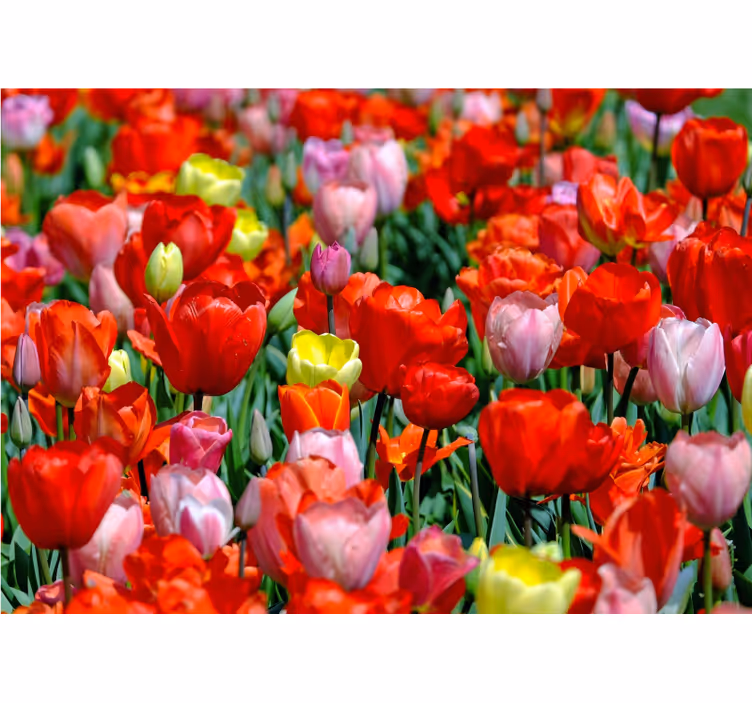 Fotomurale fiori prato di tulipani colorati - TenStickers