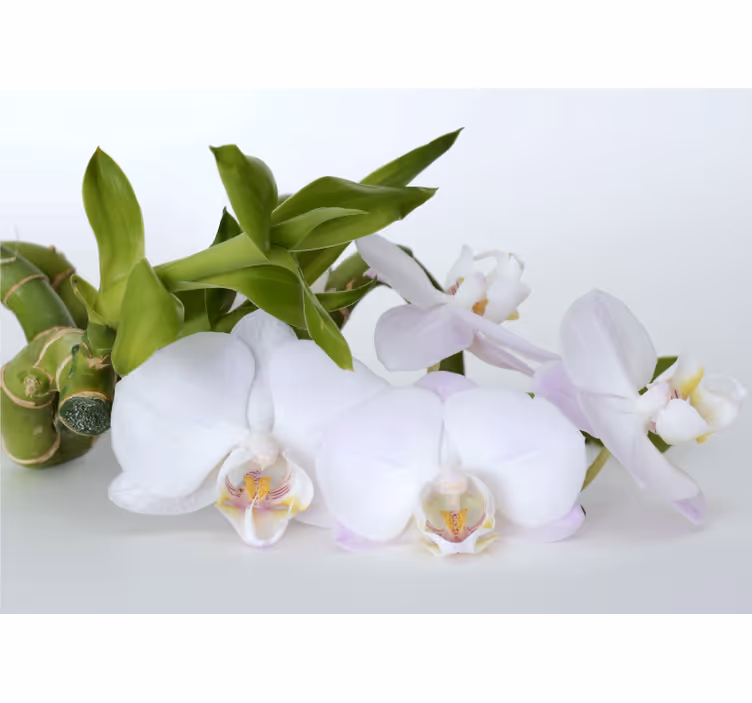 Fotomurale orchidee composizione elegante di orchidee - TenStickers