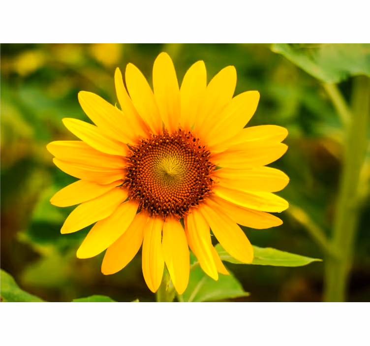Fotomurale fiori fioritura vibrante del girasole - TenStickers