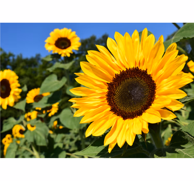 Fotomurale fiori bellezza di girasole - TenStickers