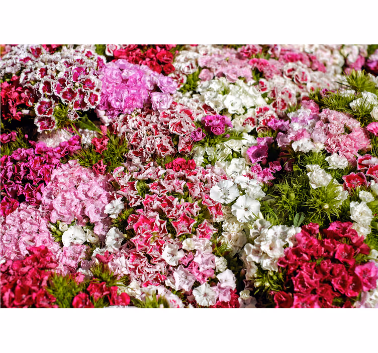 Fotomurale fiori giardino floreale vibrante - TenStickers