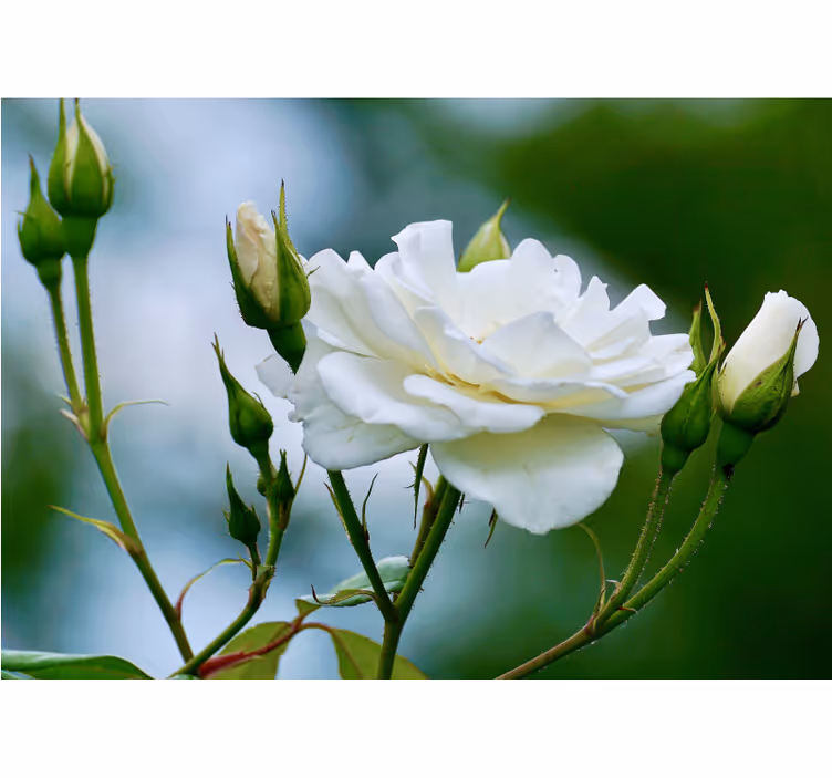 Fotomurale fiori elegante rosa bianca - TenStickers