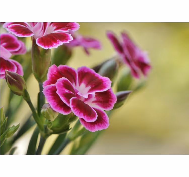 Fotomurale papaveri delizia floreale - TenStickers