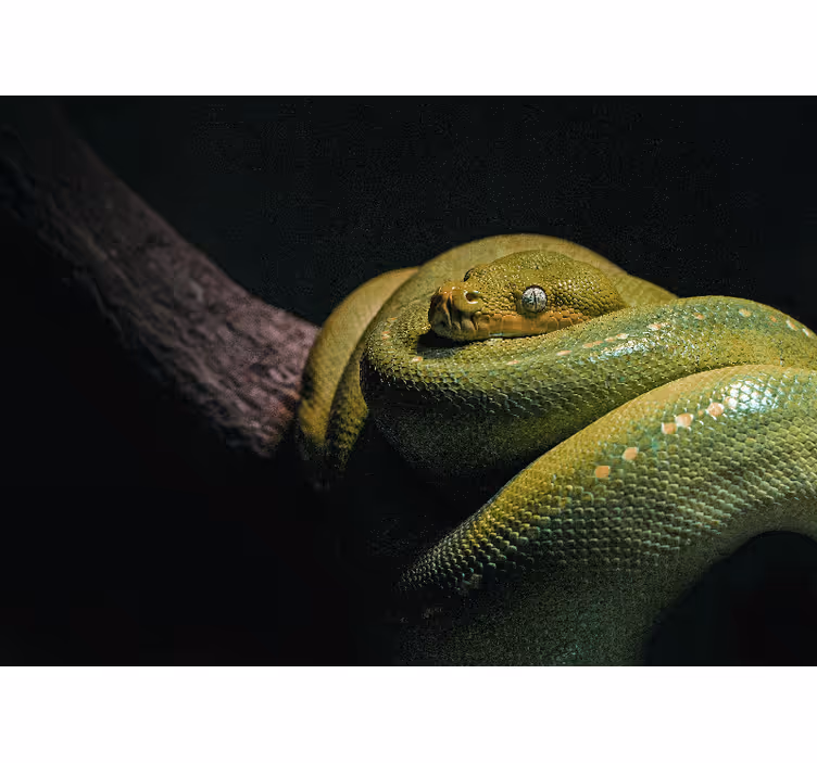 Fotomurale animali python verde smeraldo - TenStickers