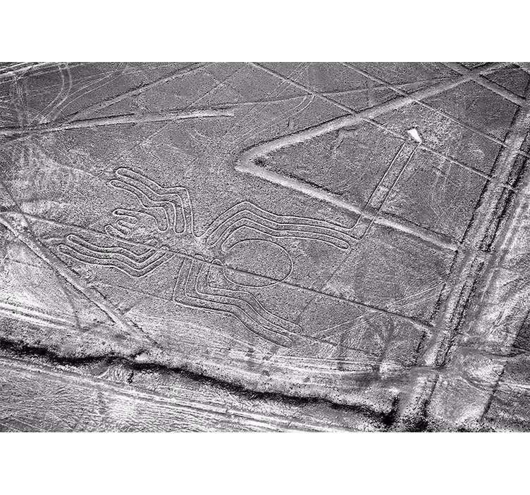 Fotomurale animali geoglifo del ragno di nazca - TenStickers