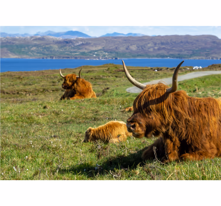 Fotomurali natura bovini delle highlands al pascolo - TenStickers