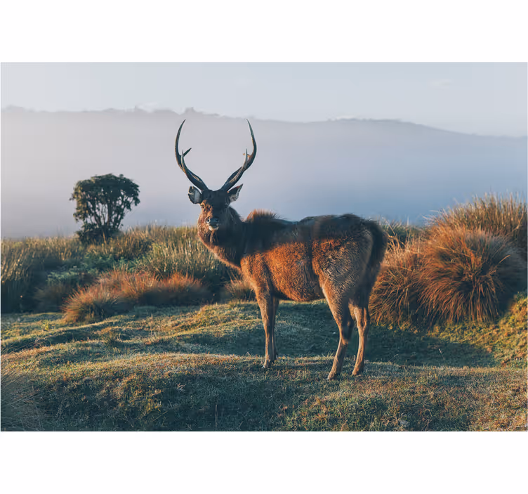 Fotomurali animali diversi profilo maestoso del cervo - TenStickers