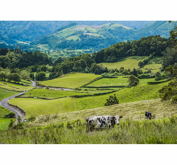 Fotomurale paesaggi campi verdi rolling - TenStickers