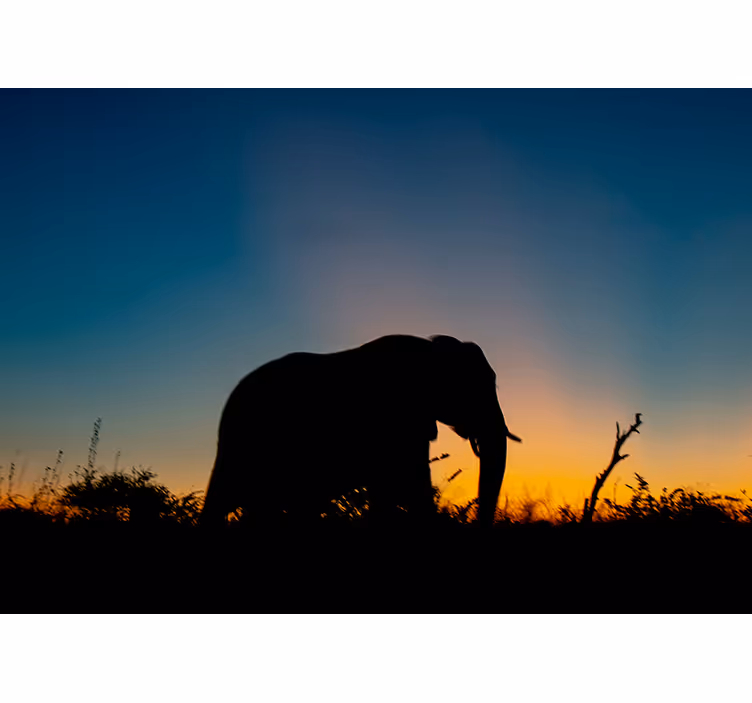 Fotomurale animali silhouette di elefante al tramonto - TenStickers